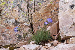 Image of sticky polemonium