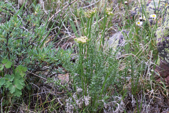 Image of Evert's springparsley