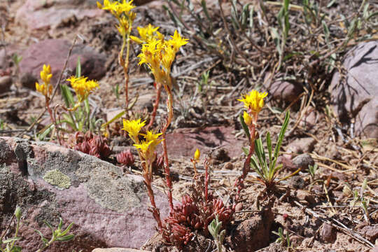 Image de Sedum lanceolatum Torr.