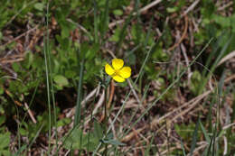 Image of Mountain-Meadow Cinquefoil