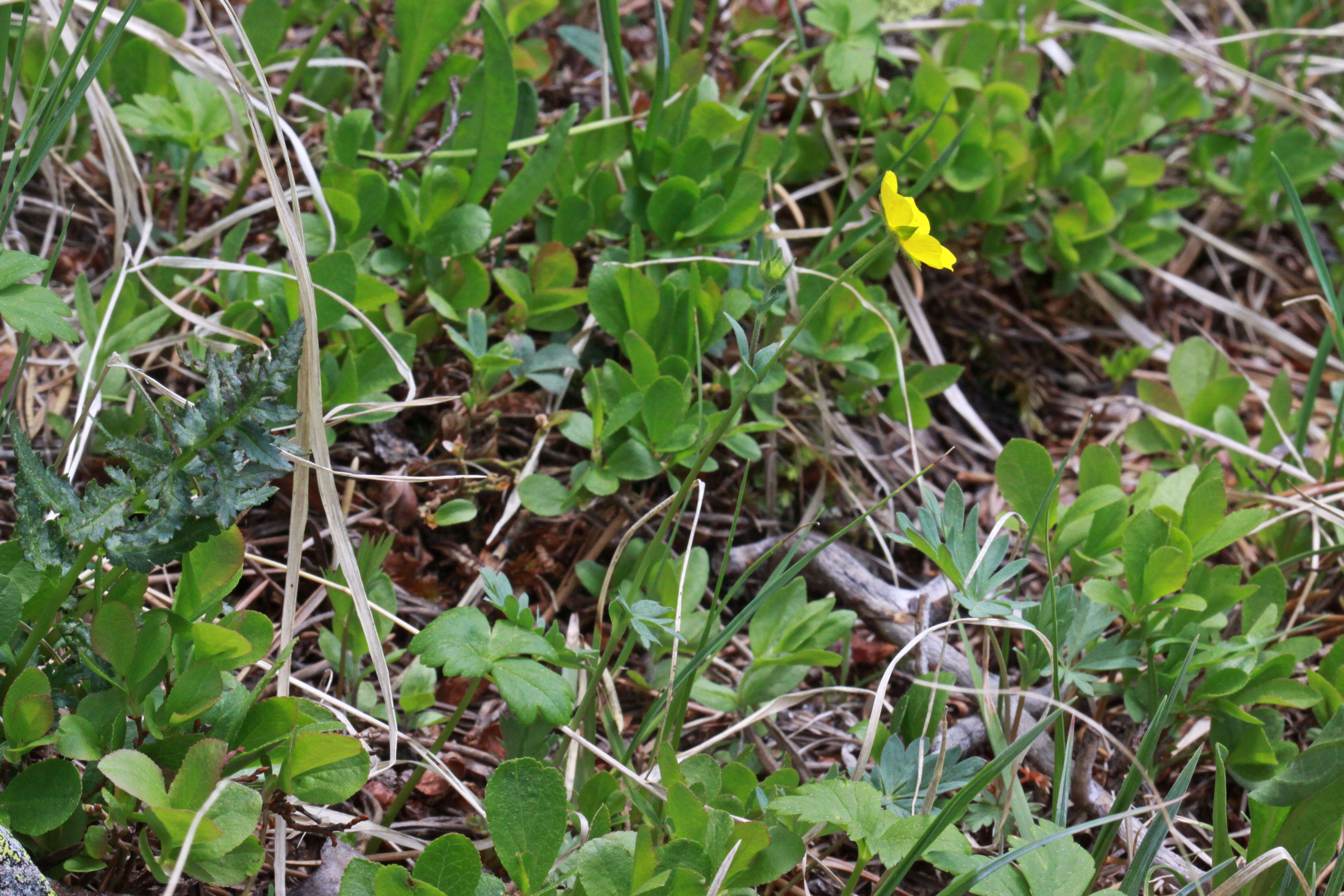 Image of Mountain-Meadow Cinquefoil