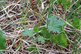 Image of Mountain-Meadow Cinquefoil