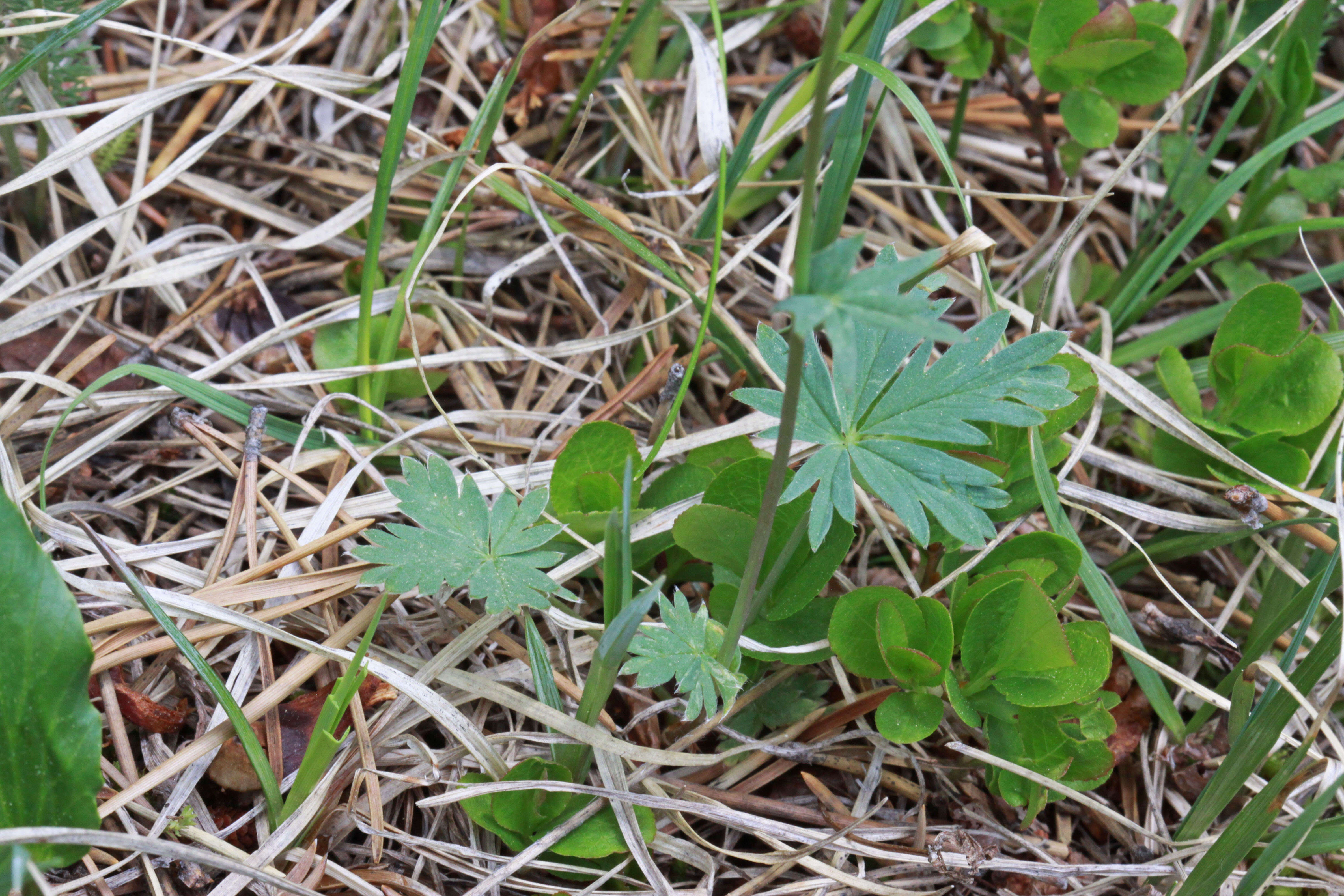 Image of Mountain-Meadow Cinquefoil