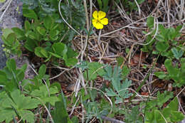 Image of Mountain-Meadow Cinquefoil