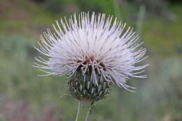 Image of wavyleaf thistle