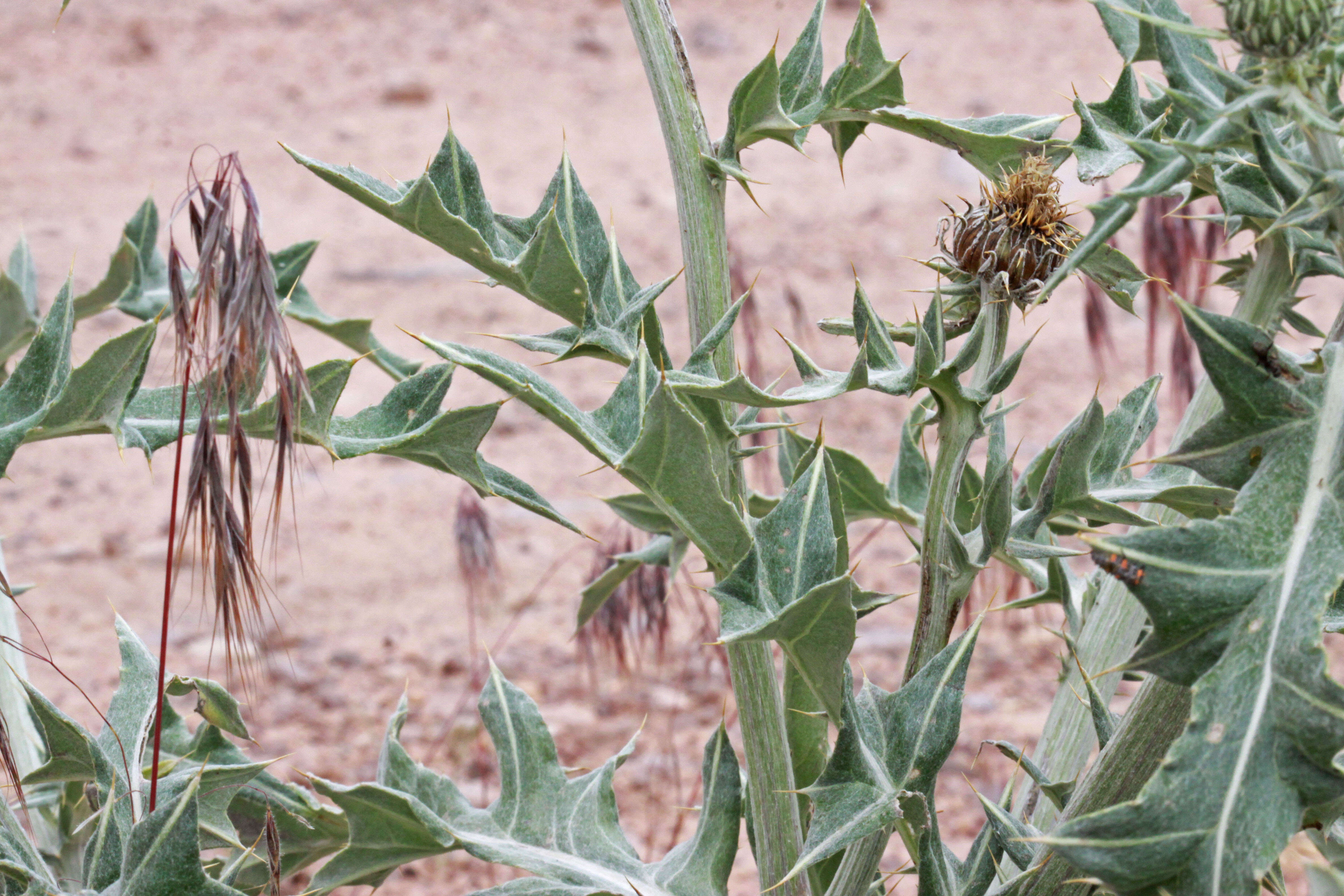 Image of wavyleaf thistle