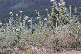 Image of wavyleaf thistle