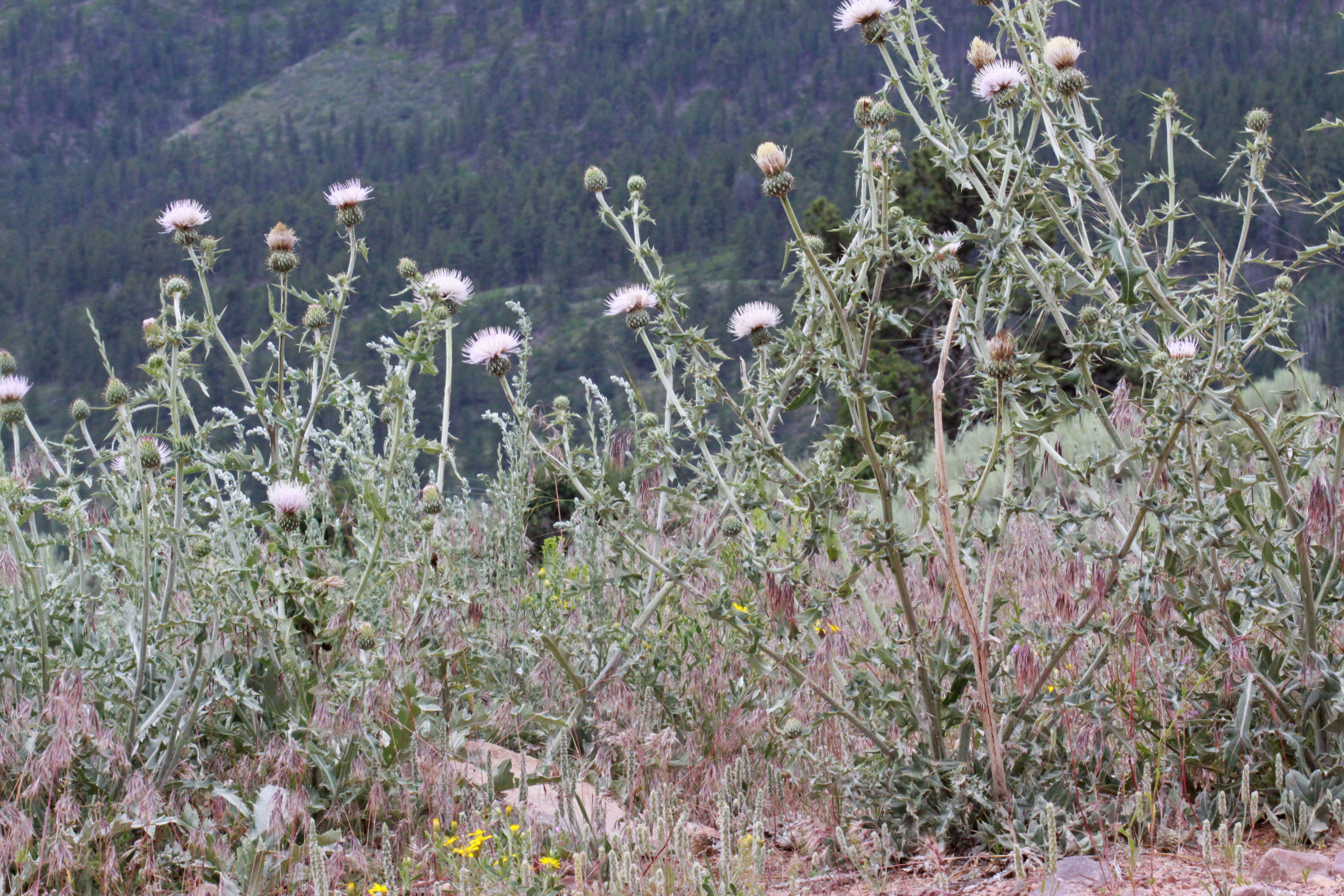 Image of wavyleaf thistle