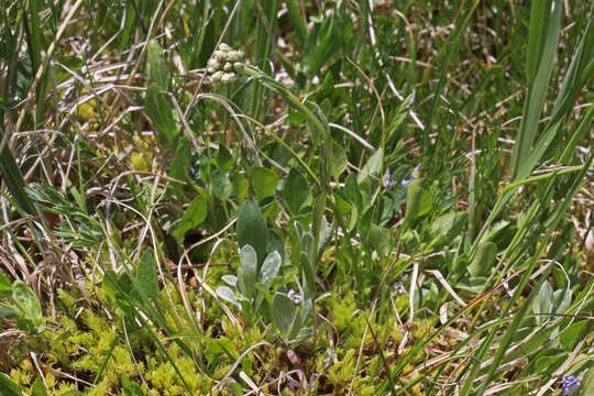 Imagem de Antennaria corymbosa E. E. Nelson