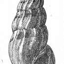 Image of Mangelia decaryi