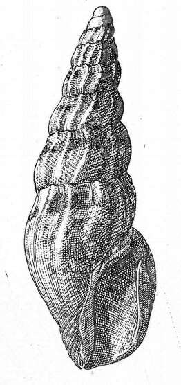 Image of Mangelia decaryi