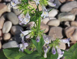 Image of sulphur penstemon