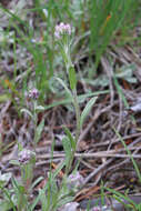 Image of littleleaf pussytoes