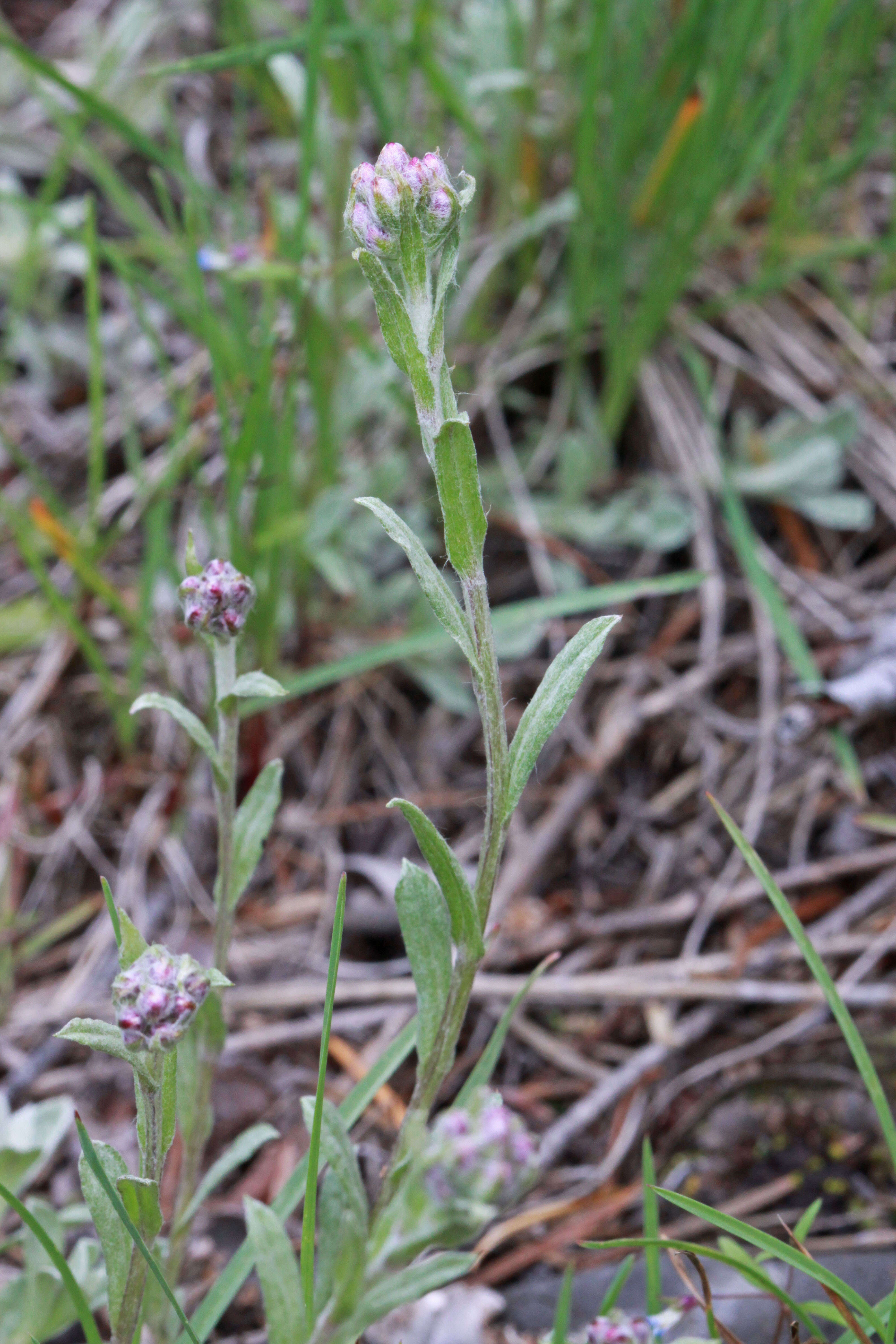 Image of littleleaf pussytoes