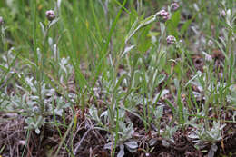 Image of littleleaf pussytoes