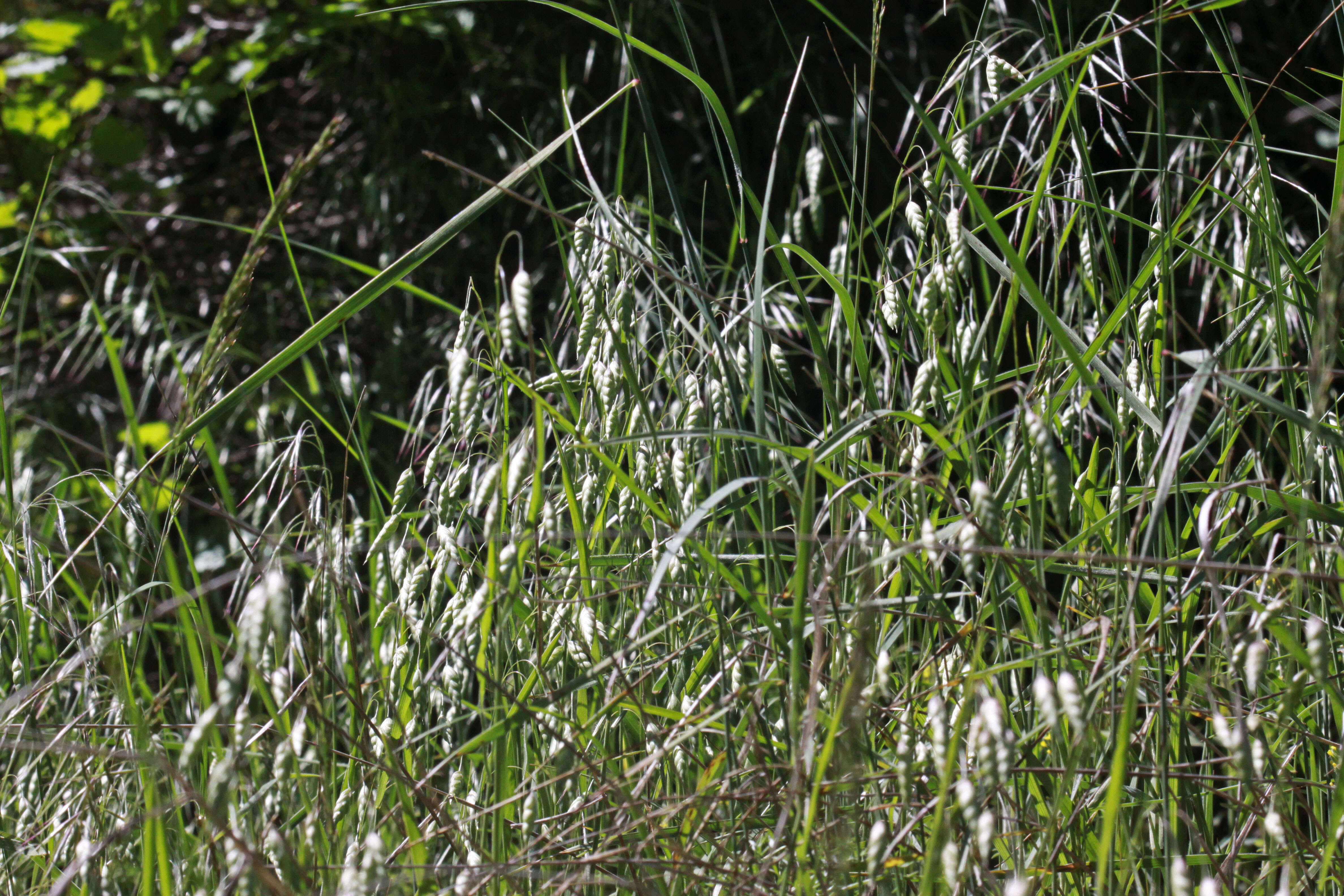 Image of rattlesnake brome