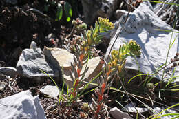 Image of spearleaf stonecrop