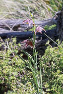 Image of spotted fritillary