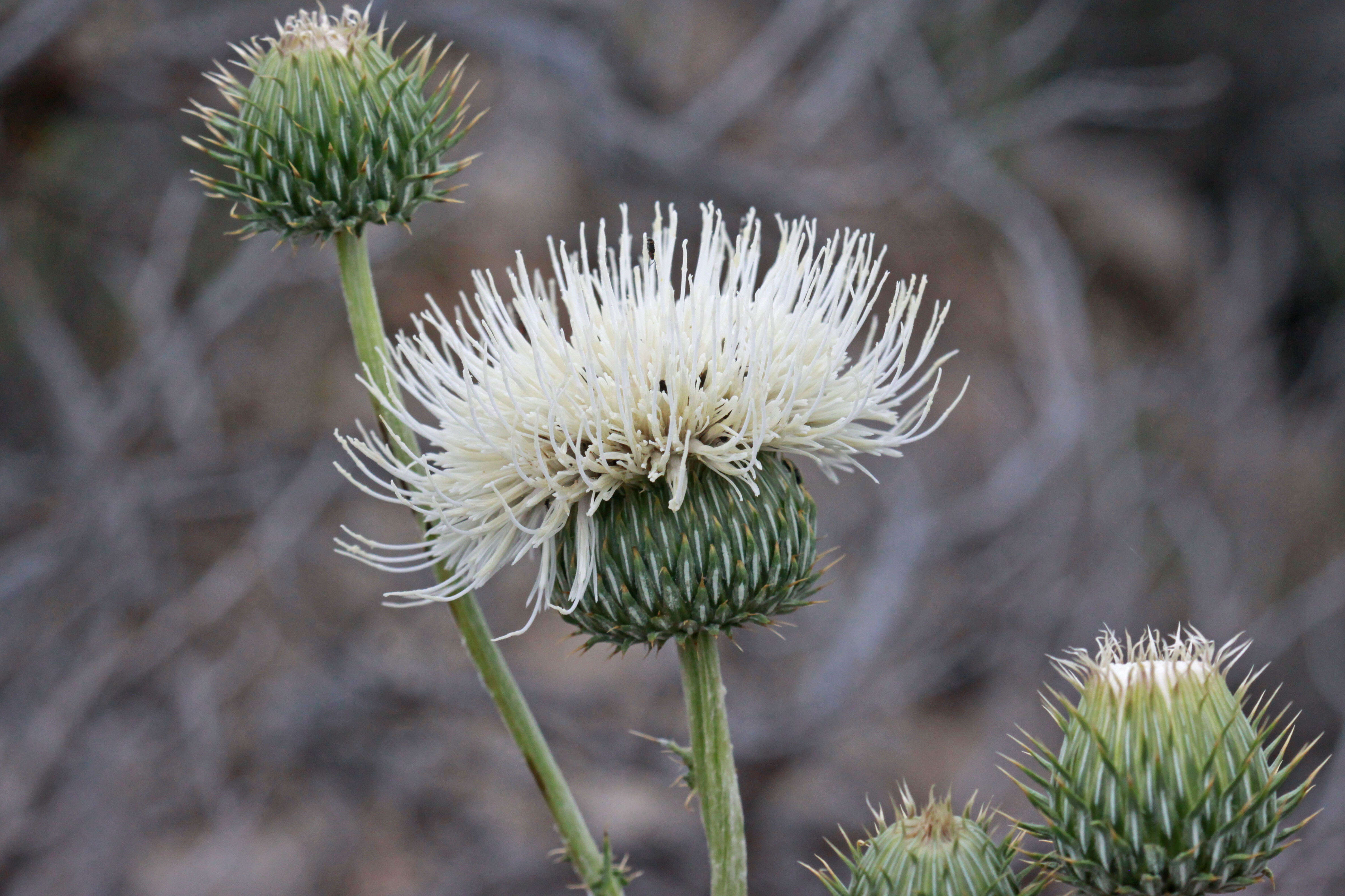 Image of wavyleaf thistle