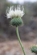 Image of wavyleaf thistle