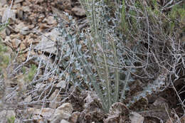 Image of wavyleaf thistle