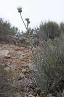 Image of wavyleaf thistle