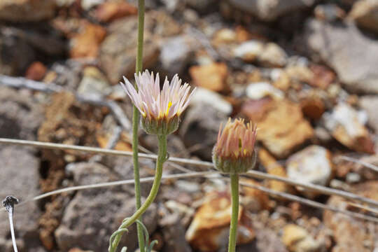 Image of basin fleabane