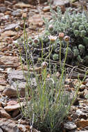 Image of basin fleabane