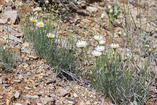 Image of basin fleabane