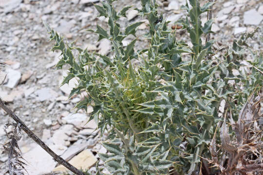 Image of Barneby's thistle