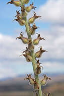 Image of thickstem wild cabbage