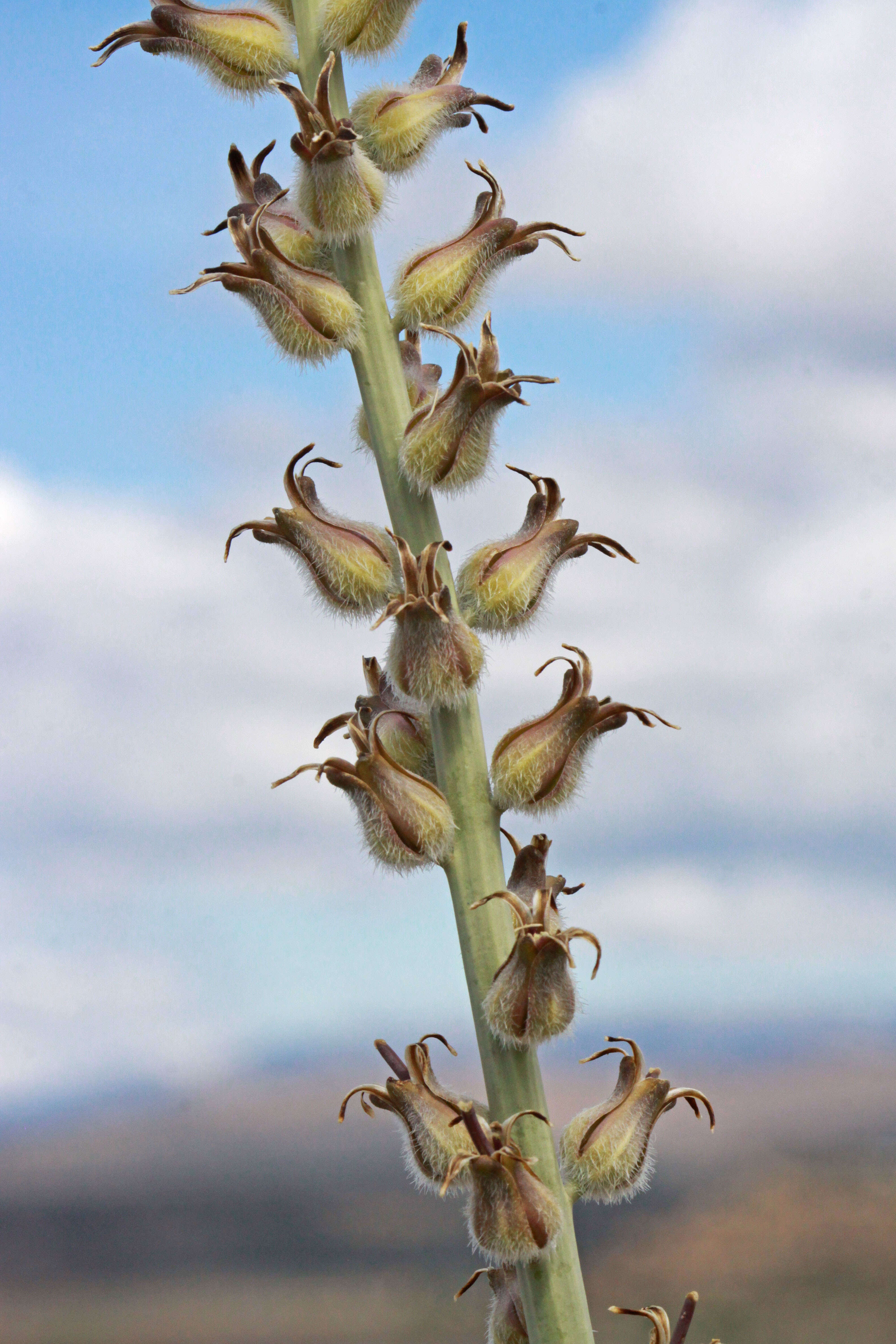 Image of thickstem wild cabbage