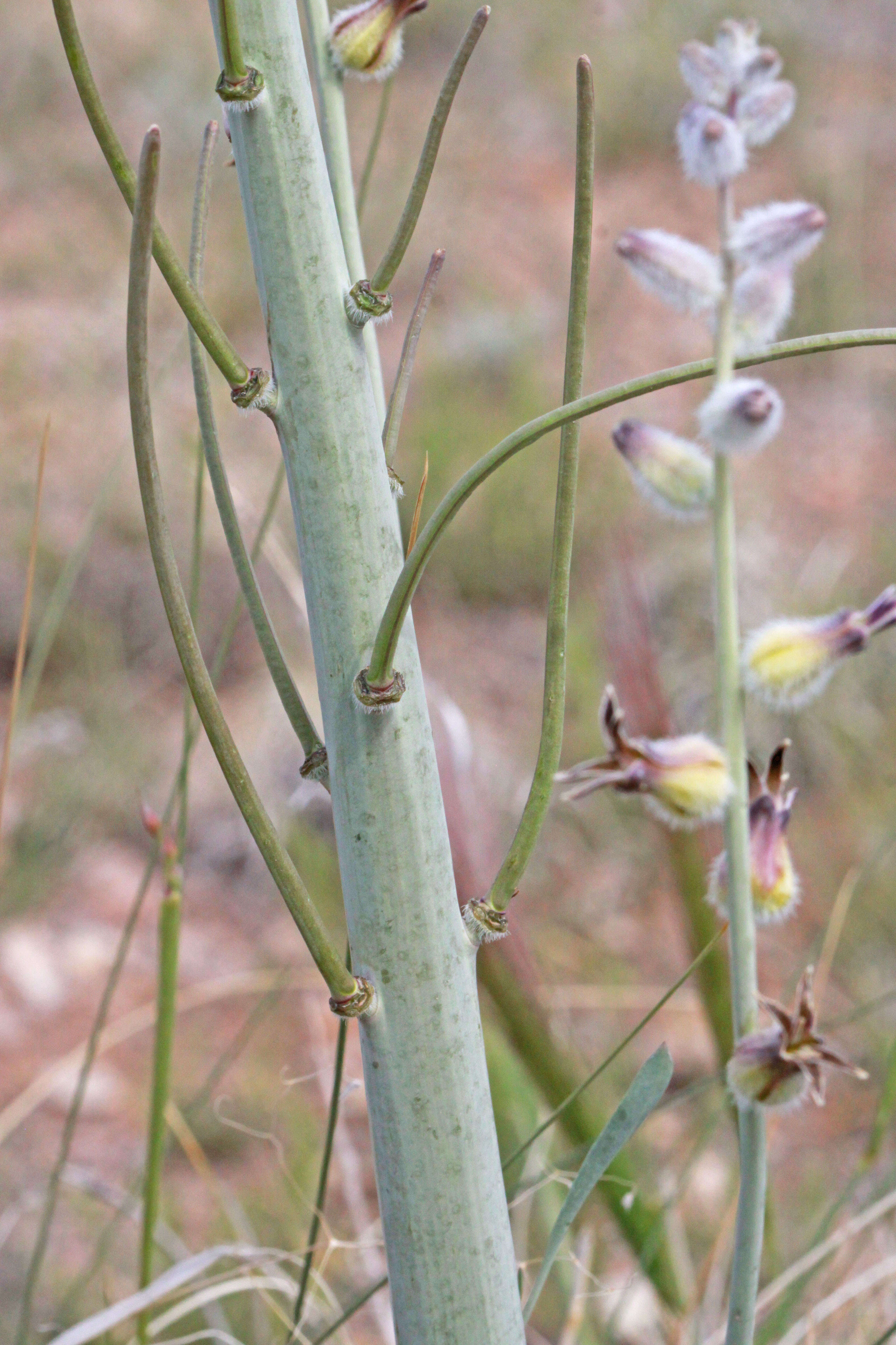 Image of thickstem wild cabbage