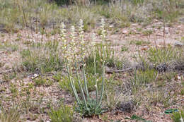 Image of thickstem wild cabbage