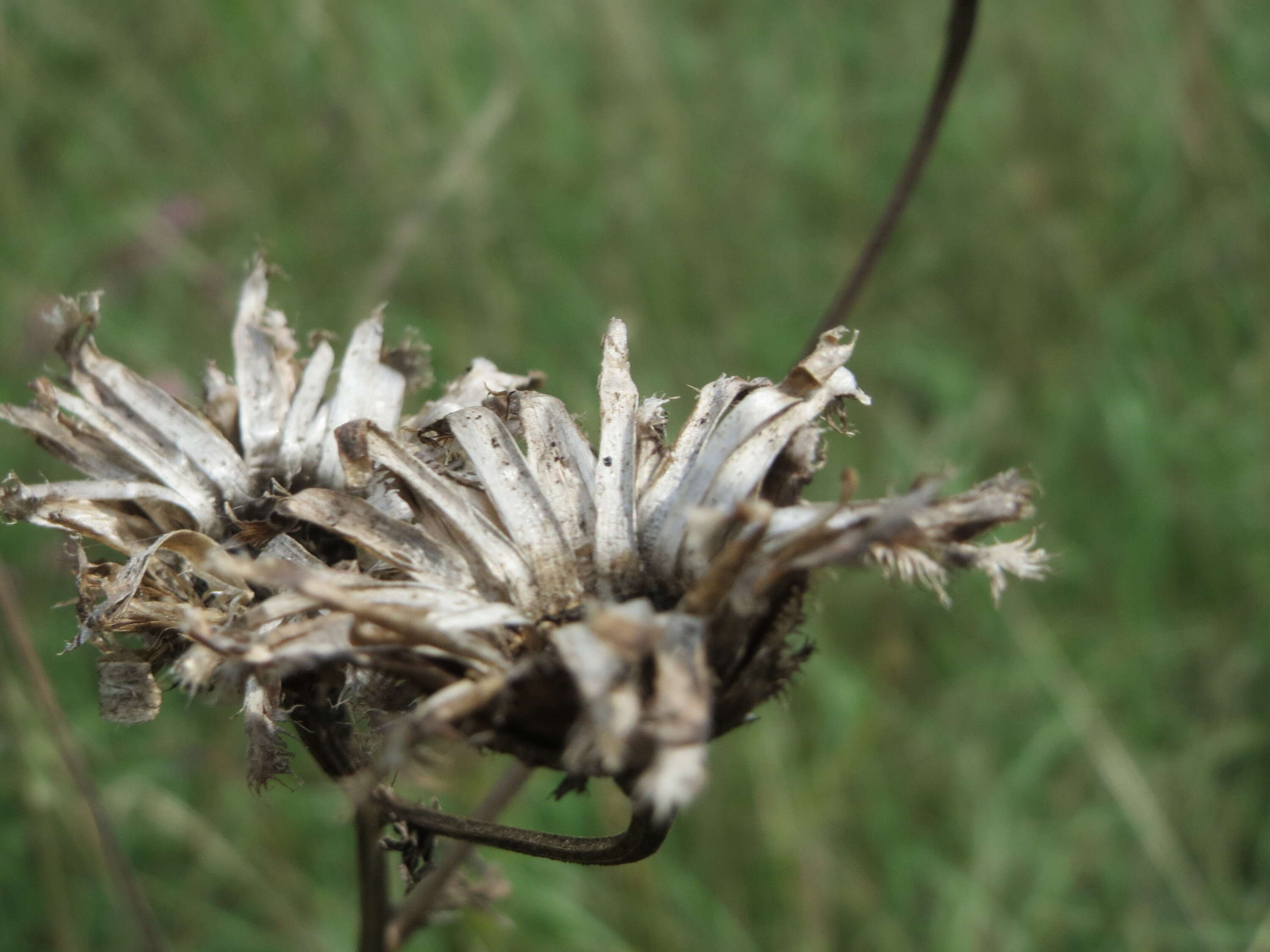 Image of brown knapweed