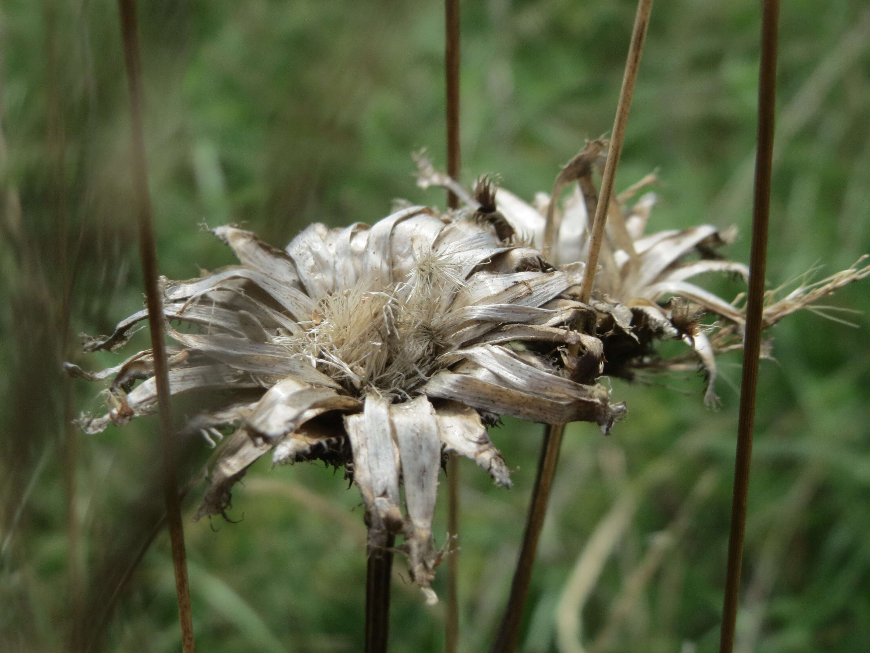 Image of brown knapweed