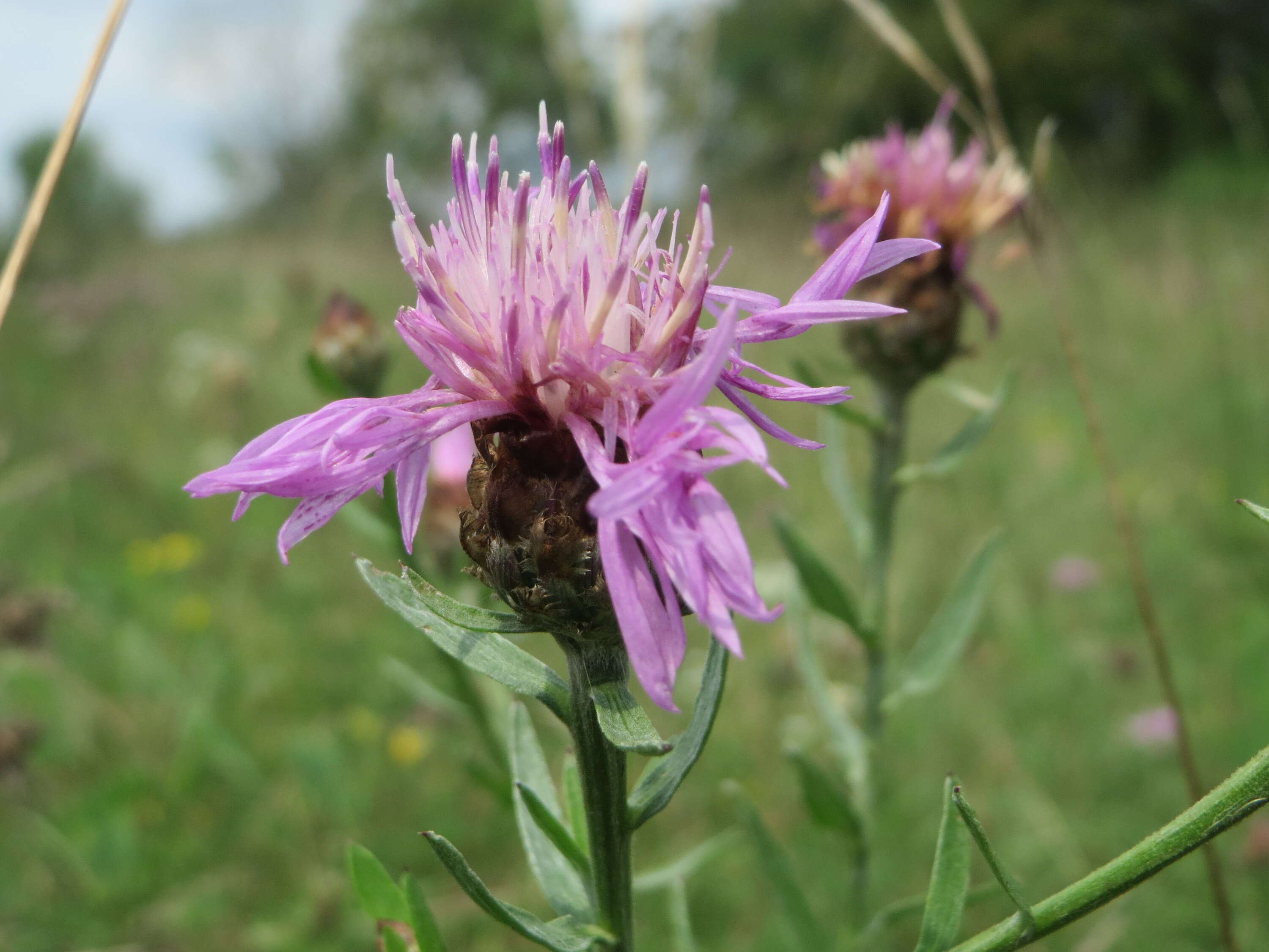 Image of brown knapweed