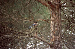 Image of Iberian Magpie