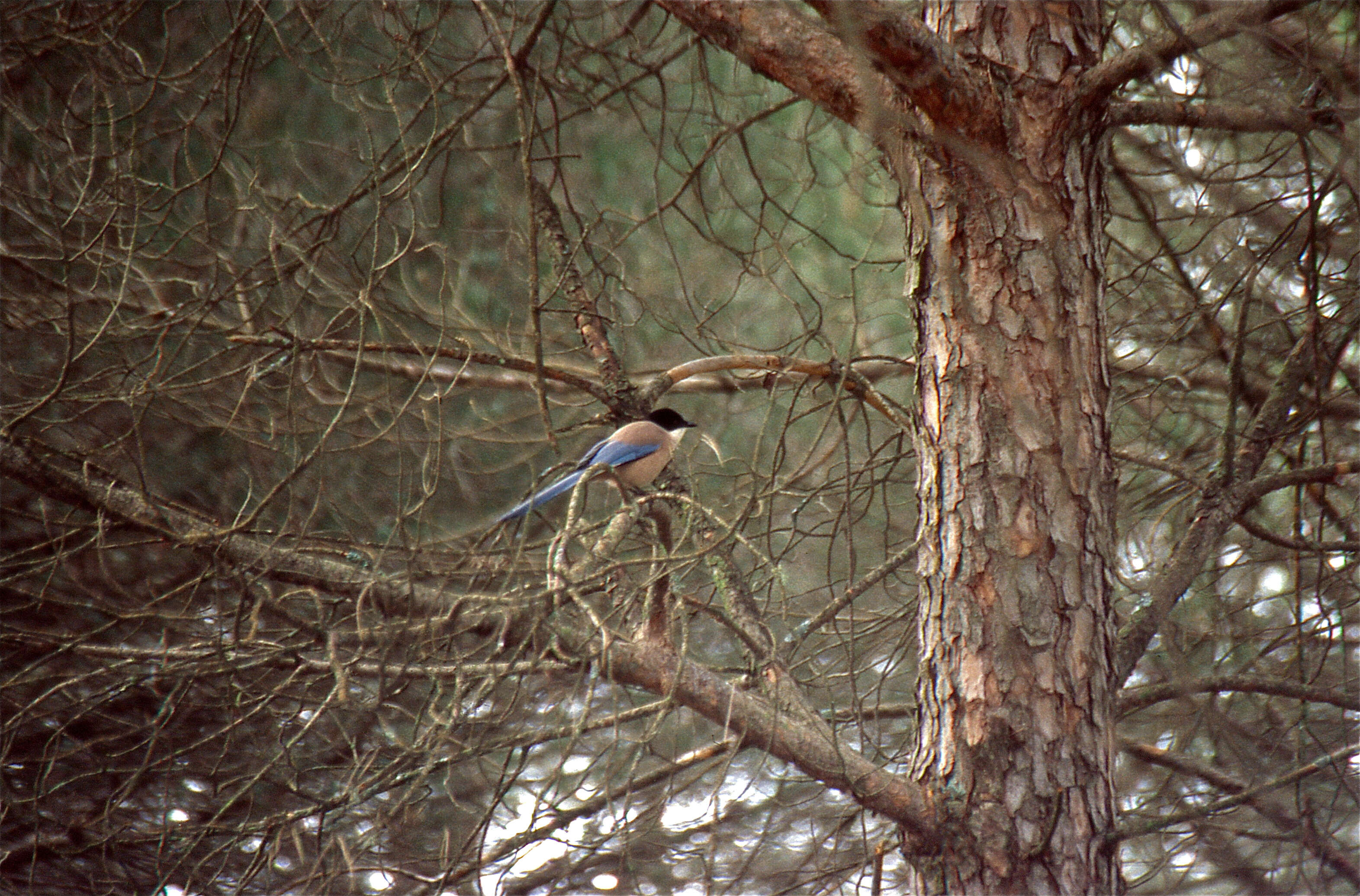 Image of Iberian Magpie