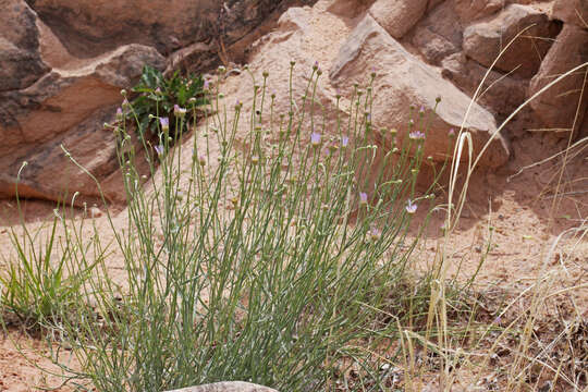 Image of Utah fleabane