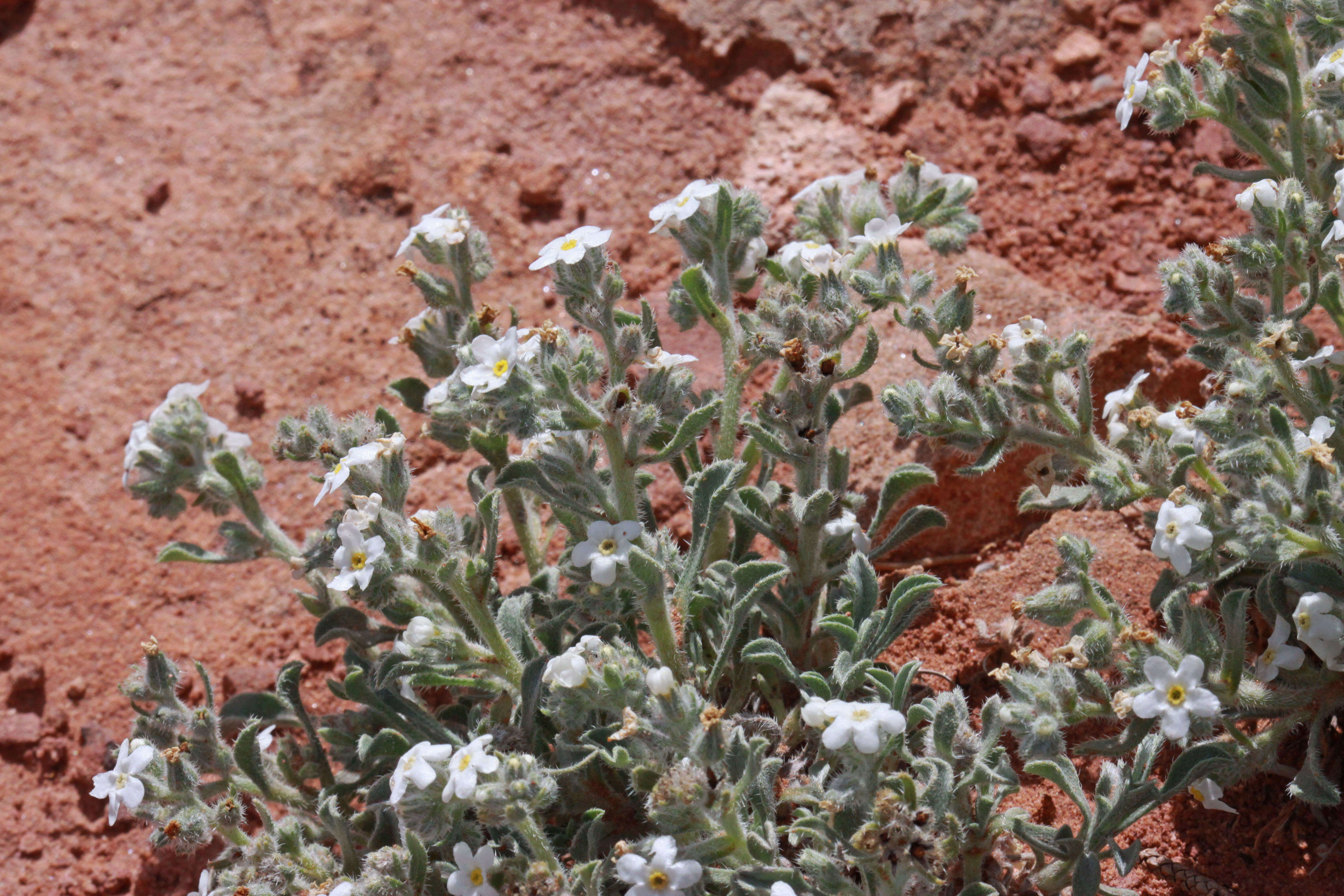 Image de Oreocarya osterhoutii Payson