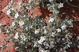 Image de Oreocarya osterhoutii Payson