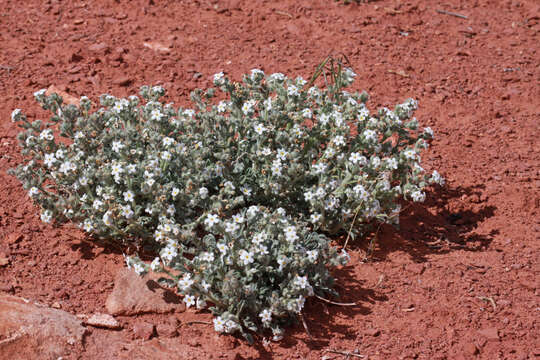 Image de Oreocarya osterhoutii Payson