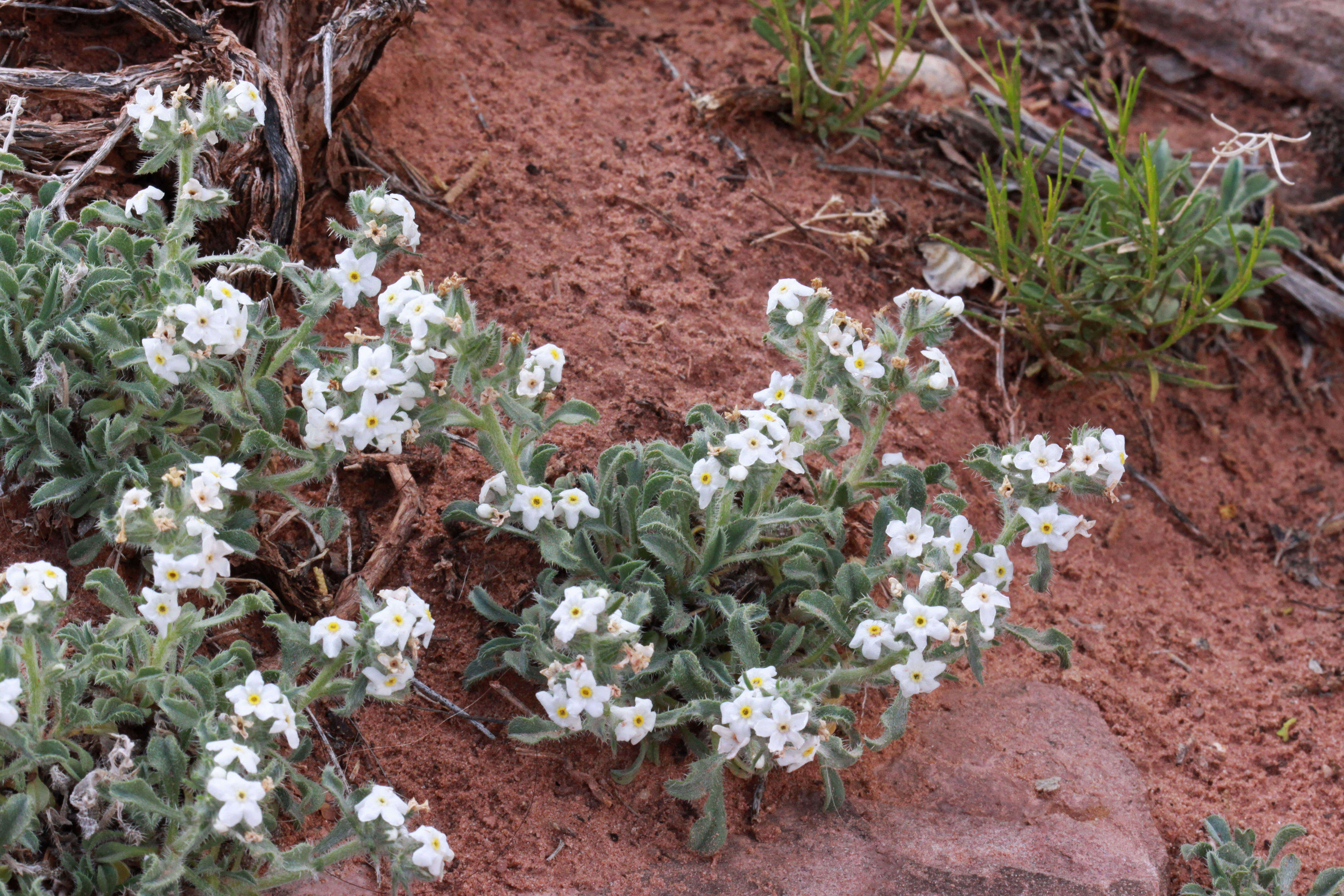 Image de Oreocarya osterhoutii Payson