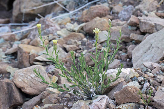 Image de Brickellia oblongifolia Nutt.