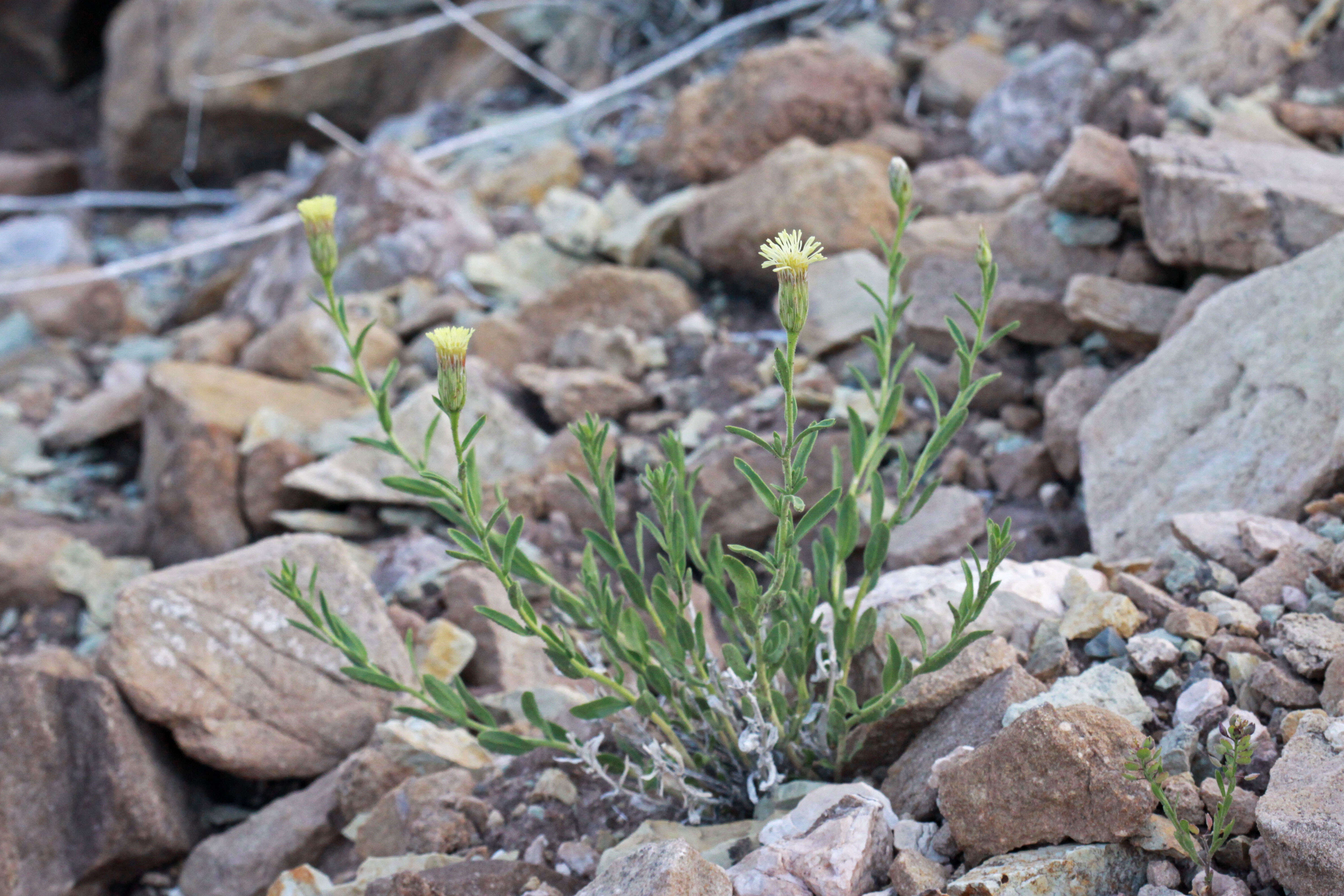 Image of Mojave brickellbush