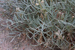 Sivun Astragalus flavus Nutt. ex Torr. & A. Gray kuva