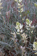 Sivun Astragalus flavus Nutt. ex Torr. & A. Gray kuva