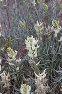 Sivun Astragalus flavus Nutt. ex Torr. & A. Gray kuva