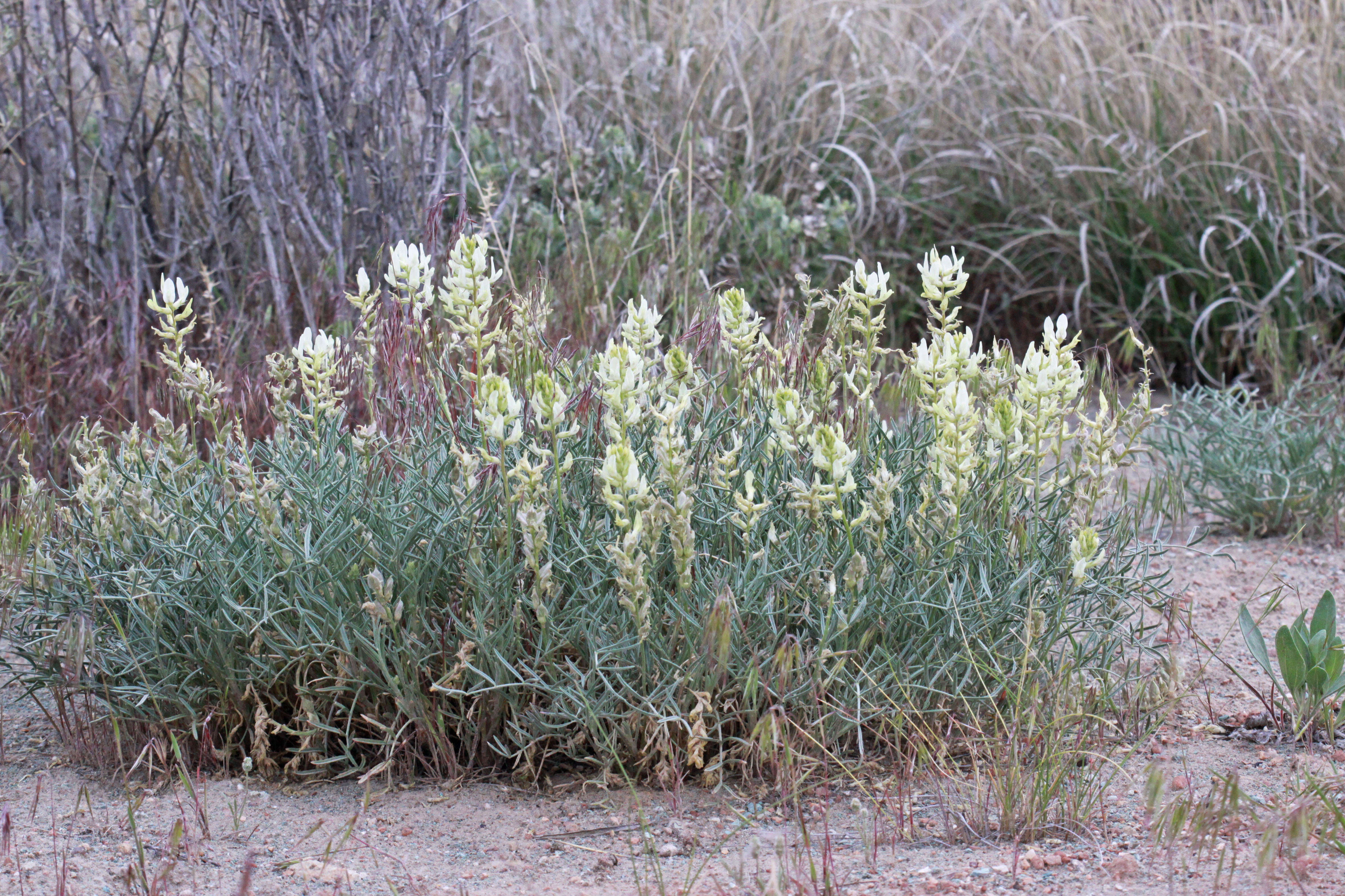 Sivun Astragalus flavus Nutt. ex Torr. & A. Gray kuva